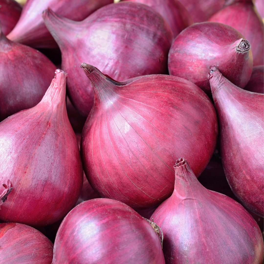 Onion